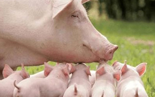 断奶前后的仔猪伪狂犬病和脑炎链球菌的鉴别及治疗！