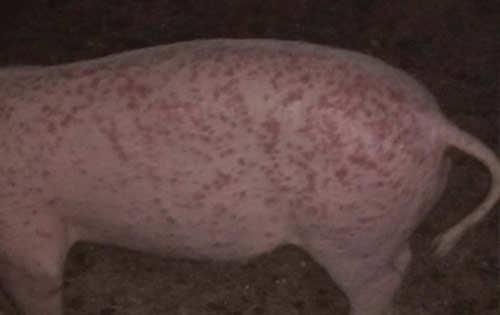 猪丹毒的特征与防治措施